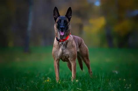 how to say belgian malinois.